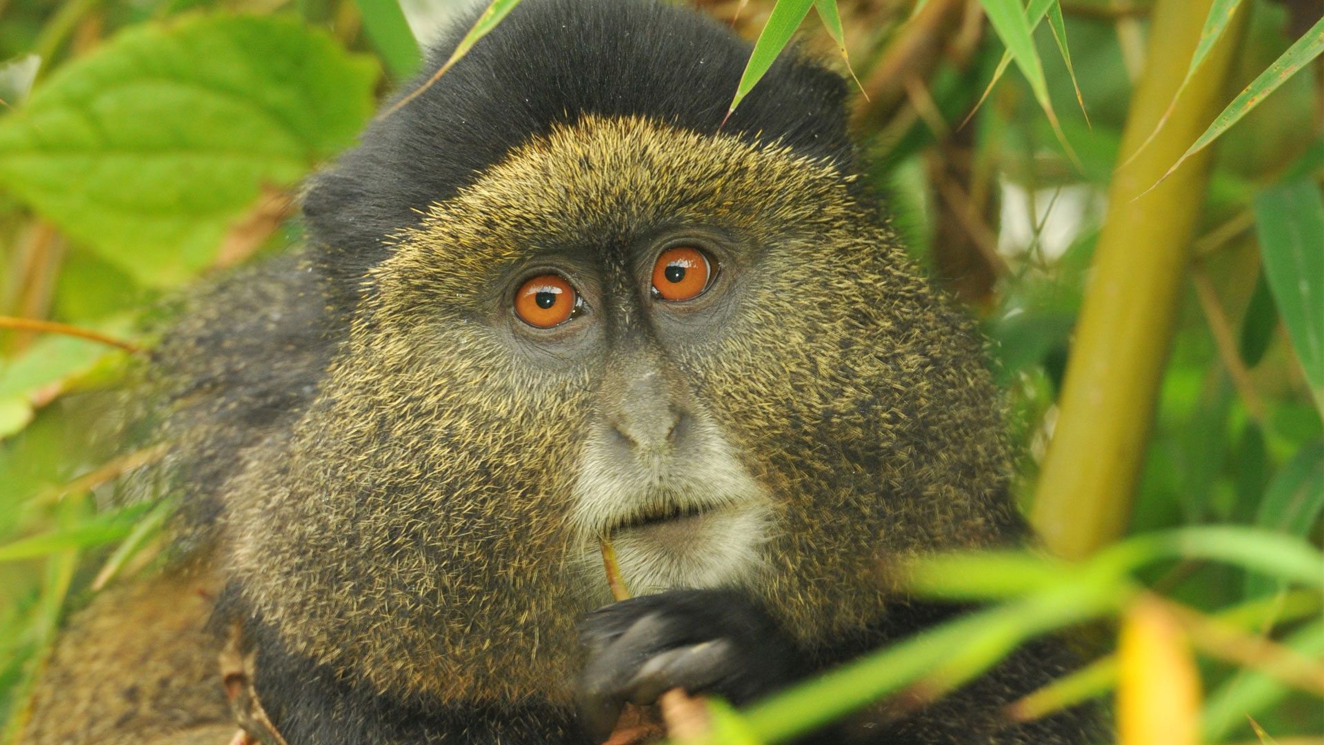 Golden monkey face close-up in the forest