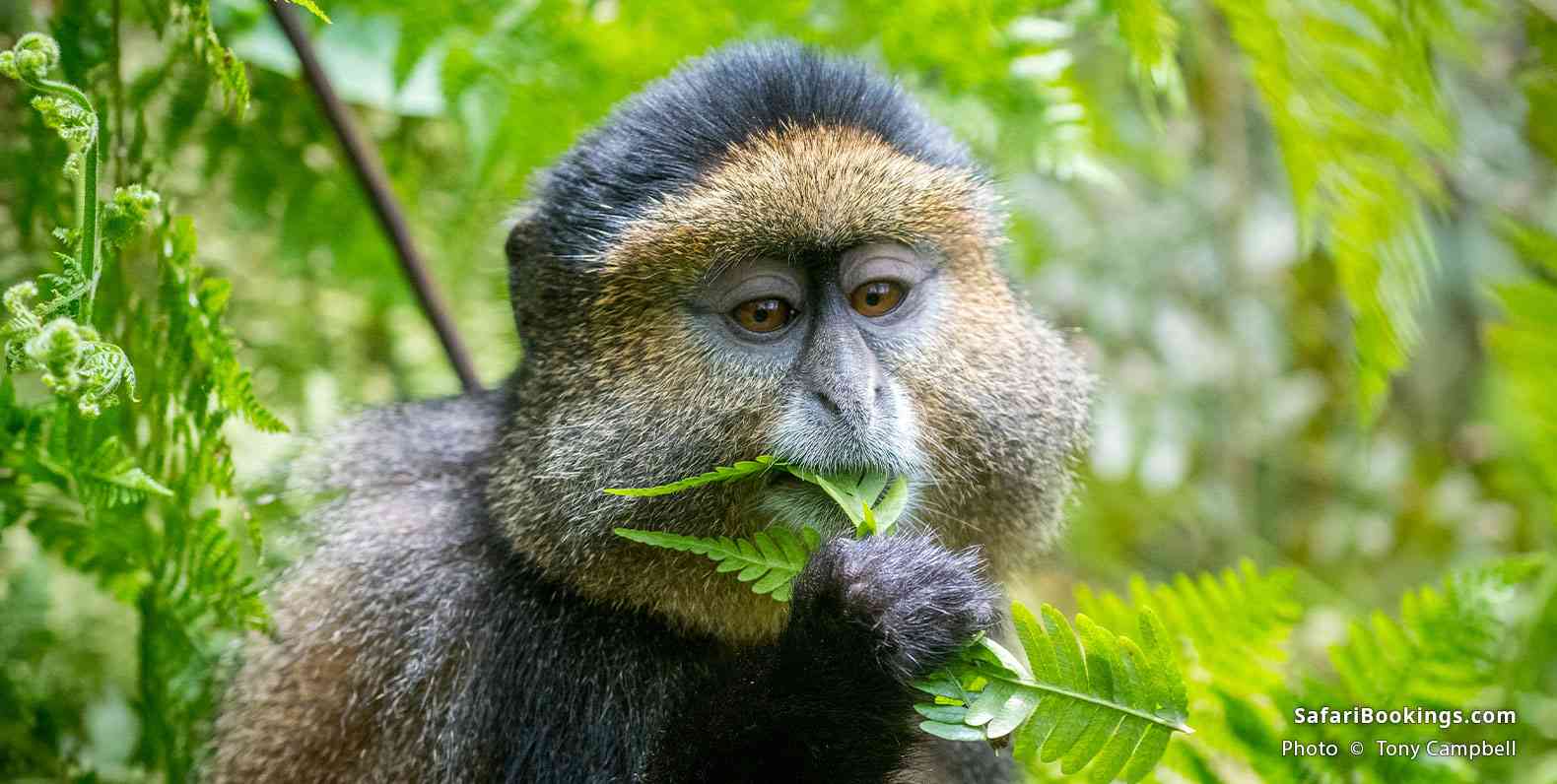 The Golden Monkey Habituation Experience is a specialized activity offered in Mgahinga Gorilla National Park. It gives visitors an opportunity to spend an extended period accompanying researchers, guides, trackers, and conservation teams as they follow golden monkeys undergoing or maintaining habituation.

