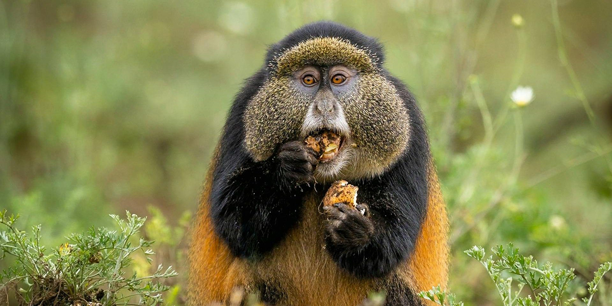 Golden monkey feeding in Rwanda forest
