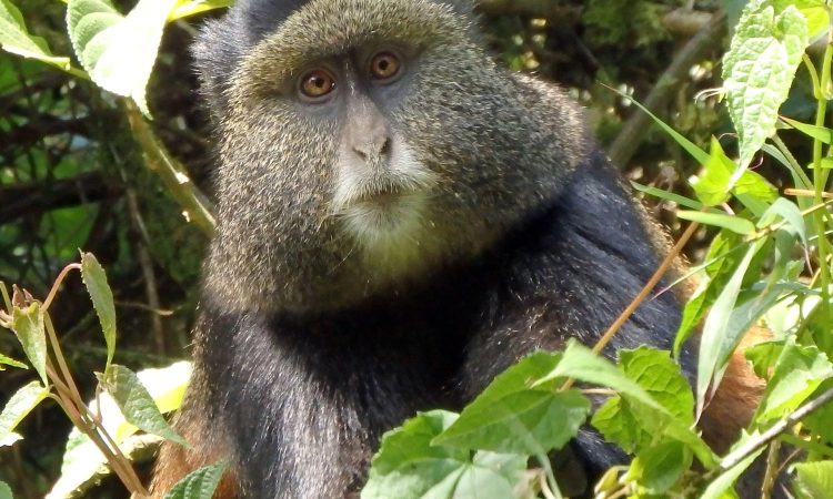 Golden monkey forest trekking experience