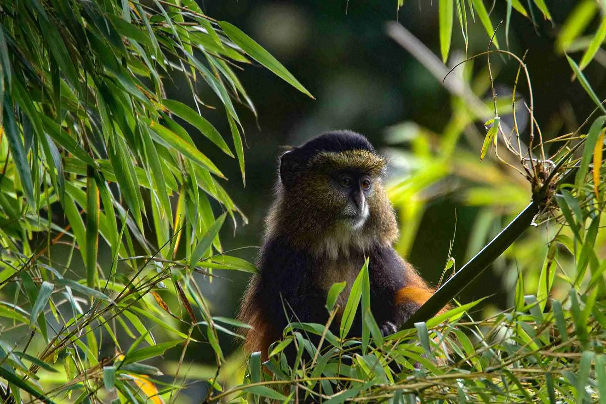 Golden monkey in Mgahinga National Park