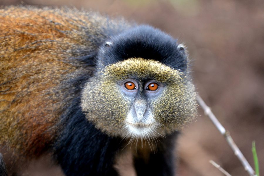 Golden monkey trekking experience in Rwanda