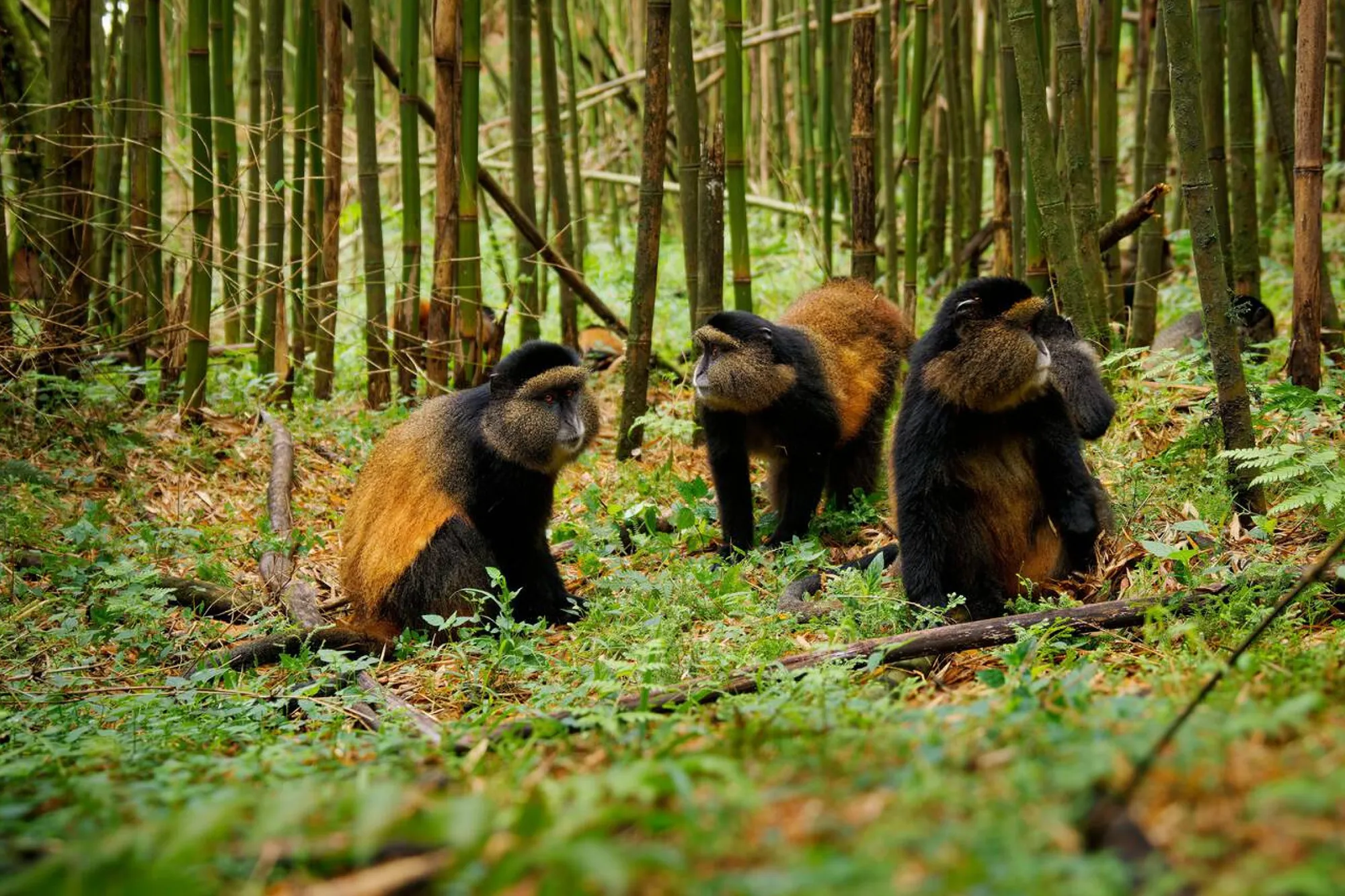 Golden monkey family in Mgahinga National Park