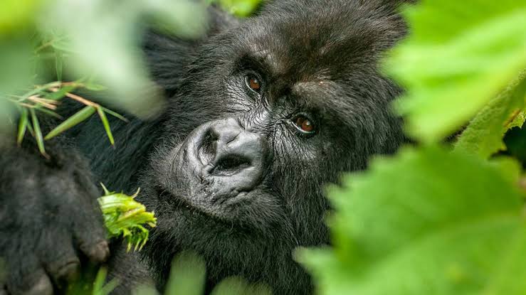 Close-up of a mountain gorilla face during a gorilla trekking adventure in Bwindi Impenetrable National Park with Boots in the Jungle Safaris.